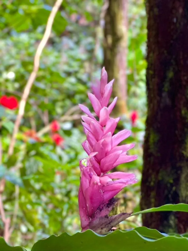Homestay House Of Light Sanctuary Apartment Hilo